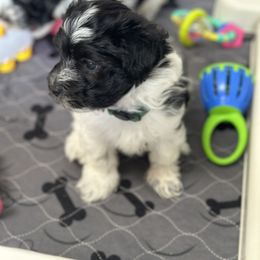 Havanese Puppies from PNW Havanese