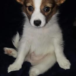 Papillons from Tammy's Papillon Playpen