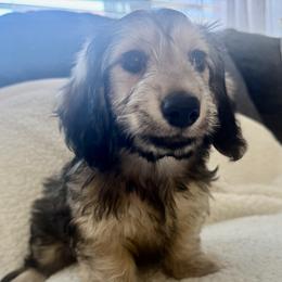 Dachshund puppies from JV’s Dachshunds & Creams