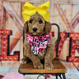 Girl 1 - female Goldendoodle puppy in Kountze, Texas from Texas Doodles LLC