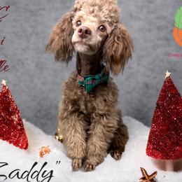 Zaddy - Poodle