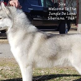 Siberian Huskies from Anna Weber's Siberian Huskies