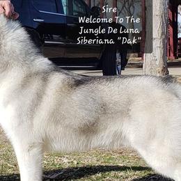 Siberian Huskies from Anna Weber's Siberian Huskies