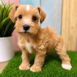 Maple - Wheaten female Miniature Schnauzer puppy in Lufkin, Texas from C&K’s Schnauzer House