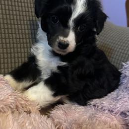Girl 2 - Black and white female Chinese Crested puppy in Hernando, Florida from BryMar Chinese Cresteds