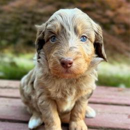 Nacho - Red merle male Aussiedoodle puppy in Mulino, Oregon from Korbella Farm