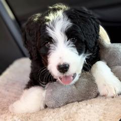 Bordoodle Puppies from Borders of Eby Eden