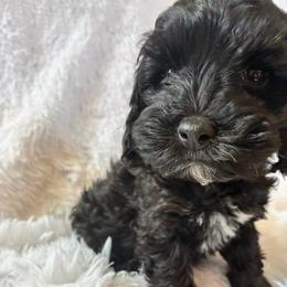 Dopey - Black and white male Cockapoo puppy in Adrian, Oregon from ApplebyFarm