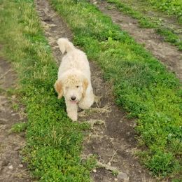 Double Doodle and Goldendoodle Puppies from Badgerland Goldendoodles