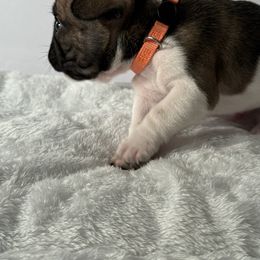 French Bulldog Puppies from Puget Sound Frenchies