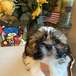 Boy 2 Teddy - Tricolor male Shih Tzu puppy in Troy, Michigan from "Shihtzu Best Friend"