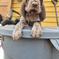 Bracco Italiano and Chihuahua Puppies from Snow Peak Kennel