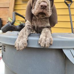 Bracco Italiano and Chihuahua Puppies from Snow Peak Kennel