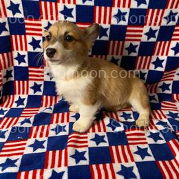 Orange Stripe - Red female Miniature Pinscher puppy in Eaton, New York from Snomoon Miniature Pinschers  & Pembroke Welsh Corgi