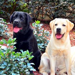 Labrador Retriever All Grown Up from Mill Stream Labradors