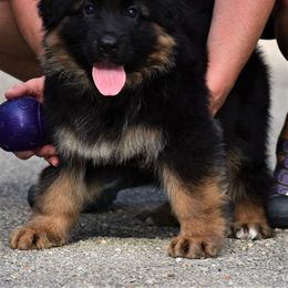 German Shepherd Puppies from Extreme German Shepherds