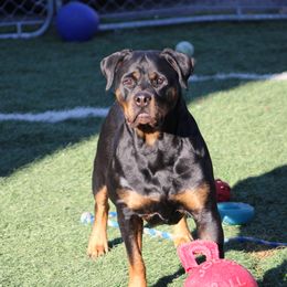 Rottweiler All Grown Up from Vangard's Rottweilers