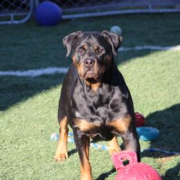 Rottweiler All Grown Up from Vangard's Rottweilers