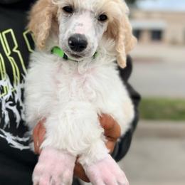 Light green - Parti male Poodle puppy in Joshua, Texas from Double R Poodles