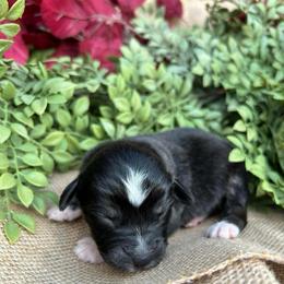 Eddie - Black tri-color male Australian Shepherd puppy in Butler, Georgia from Aussies at Howling Hill Farm