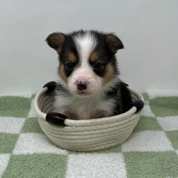 Blizzard - Black and tan male Pembroke Welsh Corgi puppy in Waco, Texas from The Comma Corgis