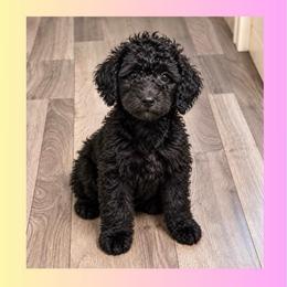 Rosemary - Black female Goldendoodle puppy in Sterling, Connecticut from Justine’s Retrievers and Doodles, LLC