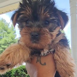 Yorkshire Terrier puppies from YorkieLover