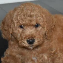 Goldendoodles and Labradoodles from Charlie’s Poodles & Doodles
