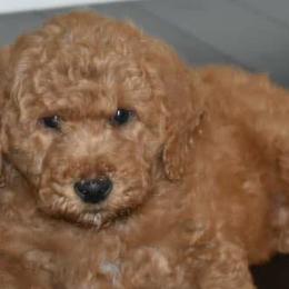 Goldendoodles and Labradoodles from Charlie’s Poodles & Doodles