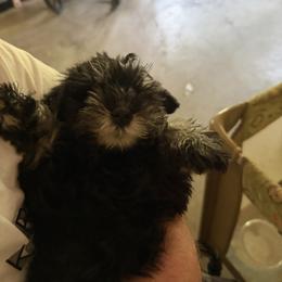 Girl 3 - Black and silver female Miniature Schnauzer puppy in Albany, New York from David's Pups
