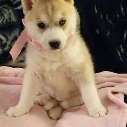 Siberian Husky Puppies from Tranton Kennels