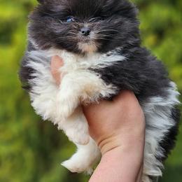 Pomeranian Puppies from POMS OF CBBK
