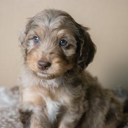 Spritz - Trained Puppy - Chocolate merle female Bernedoodle puppy in Youngstown, Florida from Wonderland’s Boujie Kennels