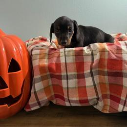 Acorn (Sherman) - Black and tan male Dachshund puppy in Live Oak, Florida from Johnson’s Weiner Farm