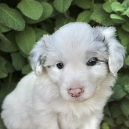 Lucy - White and blue merle female Border Collie puppy in Hesperus, Colorado from I&A Border Collies