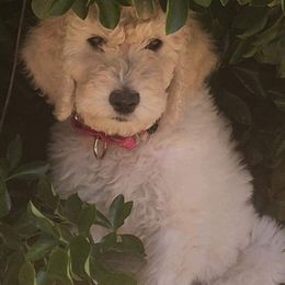 Goldendoodle and Poodle Puppies from The Doodle Patch