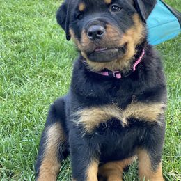 Rottweiler Puppies from Happy Rottweilers