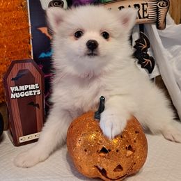 ROSIE (Girl 2) - White female Pomeranian puppy in Lore City, Ohio from Tonia's Pomeranians