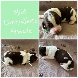 Girl 1 - Liver and white female English Springer Spaniel puppy in Godley, Texas from Legacy Springer Spaniels