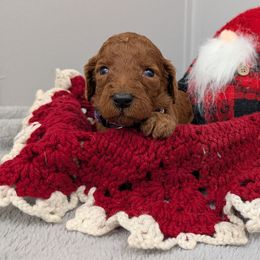 Doc - Red  male Poodle puppy in Mongomery, Texas from Celestial Jewels Poodles