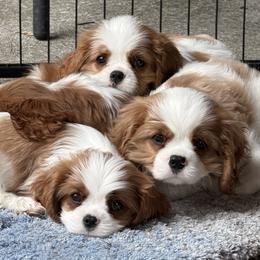 Cavalier King Charles Spaniel puppies from Mtn to Sea