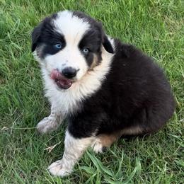 Aruba 1 - Black tri-color female Australian Shepherd puppy in Hubbard, Texas from Poston Paddock Aussies LLC