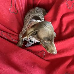 Piper - Dachshund