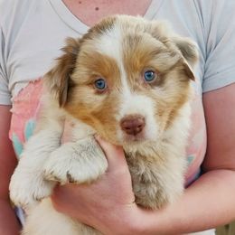 Australian Shepherd Puppies from NK Ranch Australian Shepherds