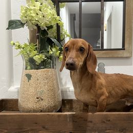 Bellini - Red male Dachshund puppy in Goodyear, Arizona from AZ Low Life Doxies