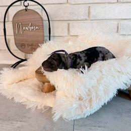 Gabby - Merle female Labradoodle puppy in Bryantown, Maryland from Doodles on Duty