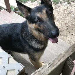 German Shepherd Puppies from Sandy’s Shepherds