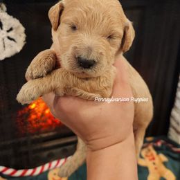 Jingle Bells - Apricot male Goldendoodle puppy in Pennsylvania from Pennsylvanian Puppies