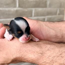 Rocky (boy4) - Black tan and white male Biewer Terrier puppy in Las Cruces, New Mexico from De La Rosa Biewers