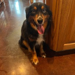 Artie - Miniature Australian Shepherd
